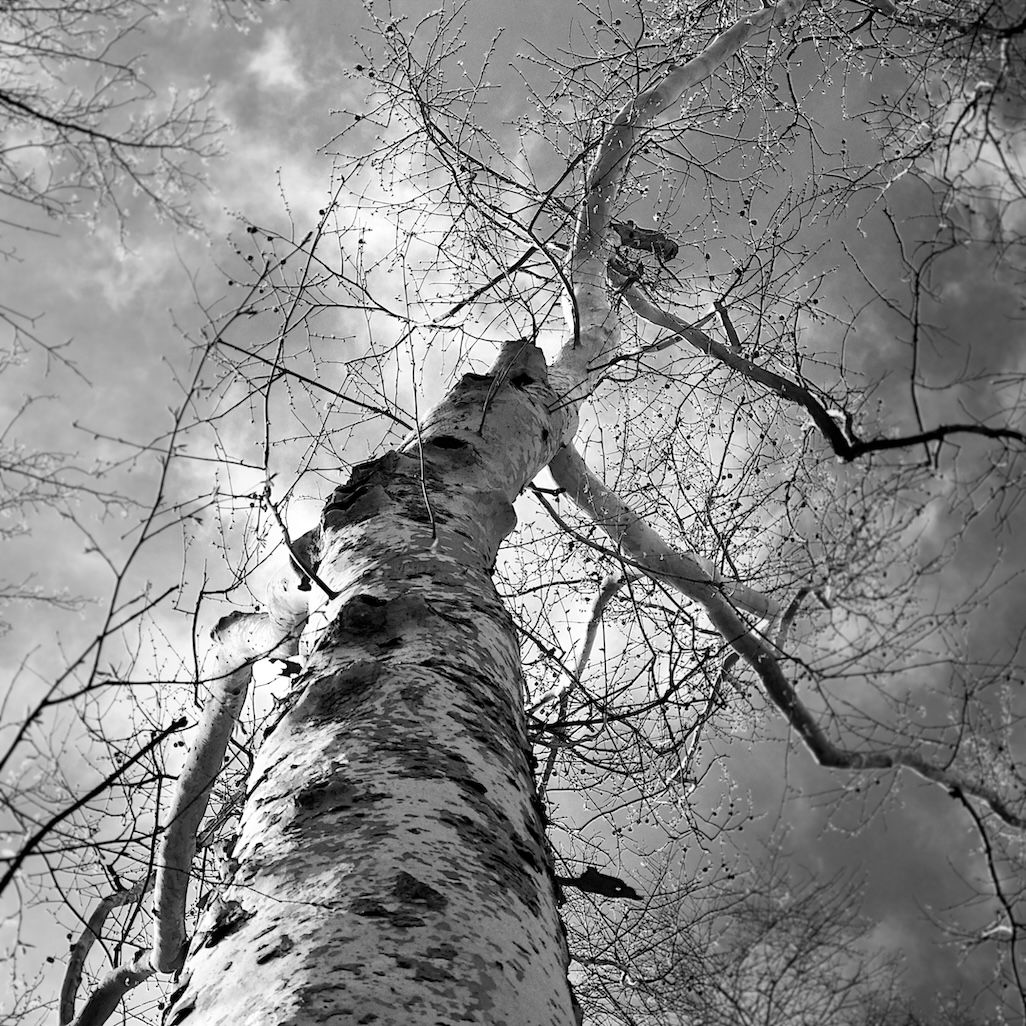 whitetree.jpeg
